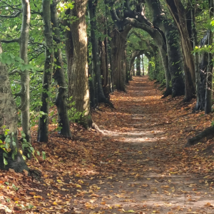 Wandelcoaching "Gezond(er) worden en afvallen"